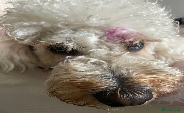 Mini Goldendoodle dogs - Advert 15