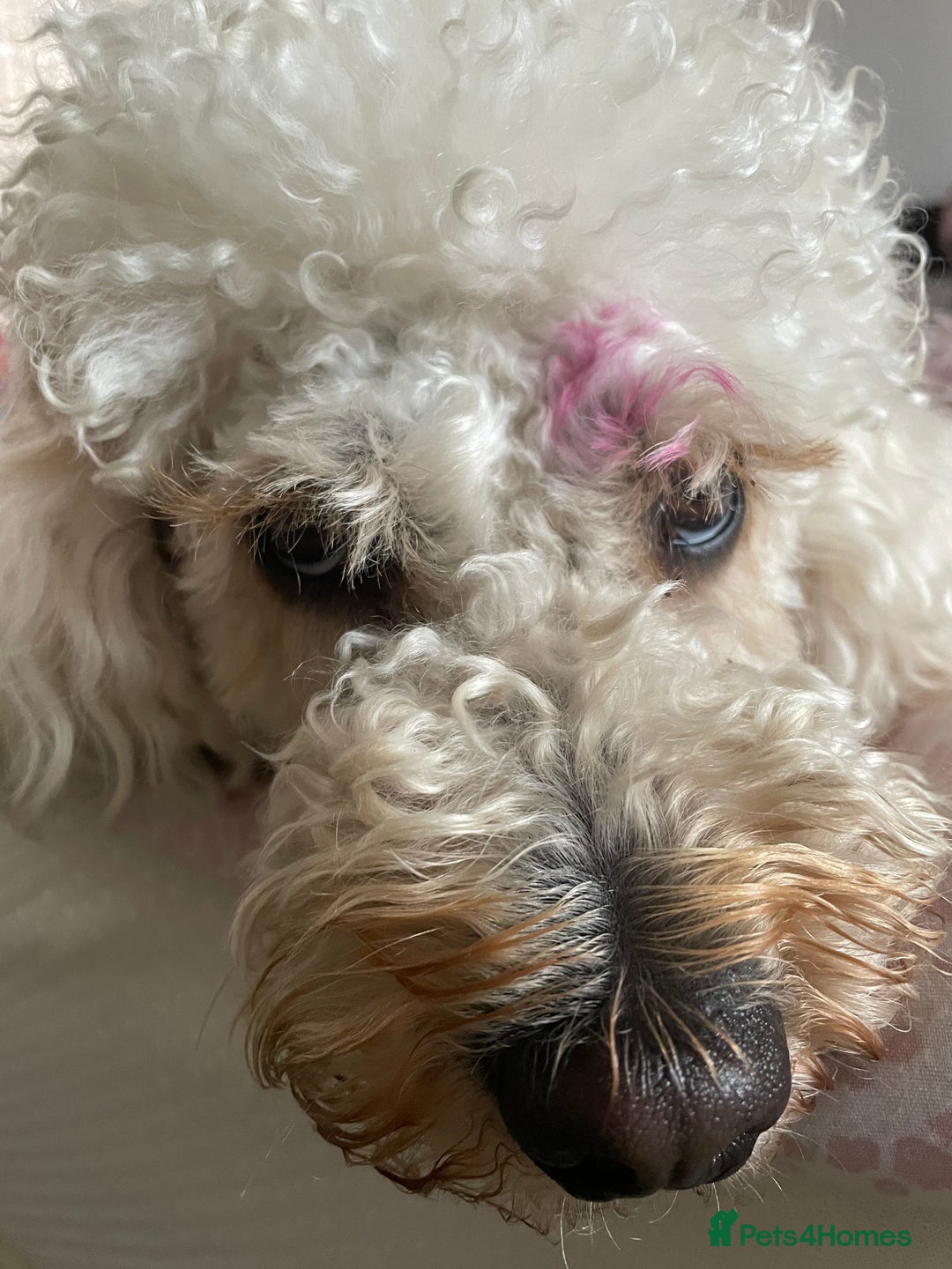 Mini Goldendoodle dogs for stud: Stud sire wanted  - Image 1