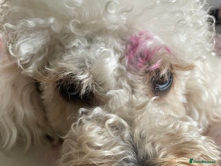 Mini Goldendoodle dogs - Advert 36