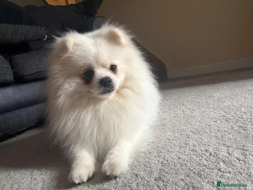 Pomeranian dogs for stud: 🐾 POMERANIAN STUD AVAILABLE 🐾 in Nottingham - Advert 3