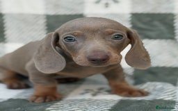Miniature Dachshund dogs for sale: KC Reg Miniature Dachshund Puppies  - Image 17