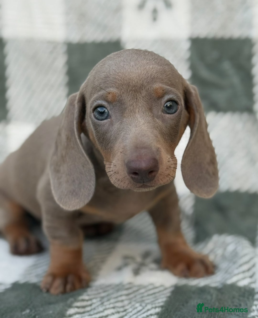 Miniature Dachshund dogs for sale: KC Reg Miniature Dachshund Puppies  - Image 17