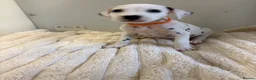 Dalmatian dogs for sale: Dalmatian puppies - Advert 15