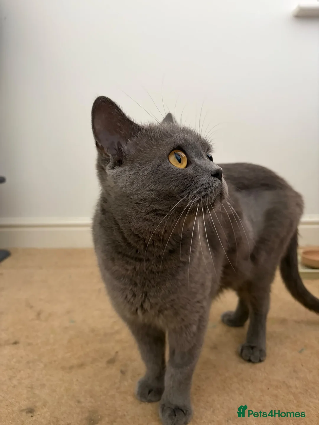 British Shorthair cats for sale: Adult female British Shorthair cat - Advert 2