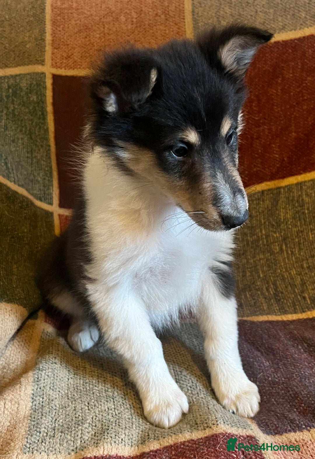 Rough Collie dogs for sale: Rough collie tricolour bitch - Advert 1