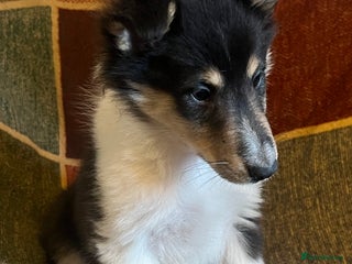 Rough Collie dogs Rough collie tricolour bitch - Advert 2