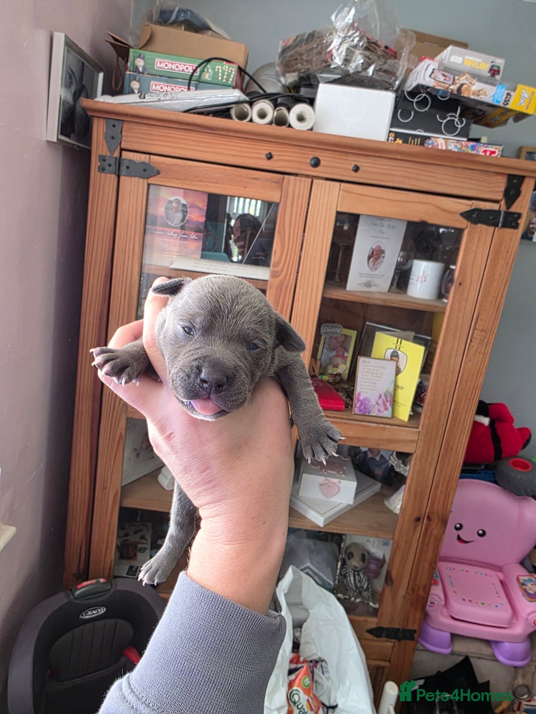 Staffordshire Bull Terrier dogs for sale: Kc blue staffordshire bull terrier puppies  - Image 3