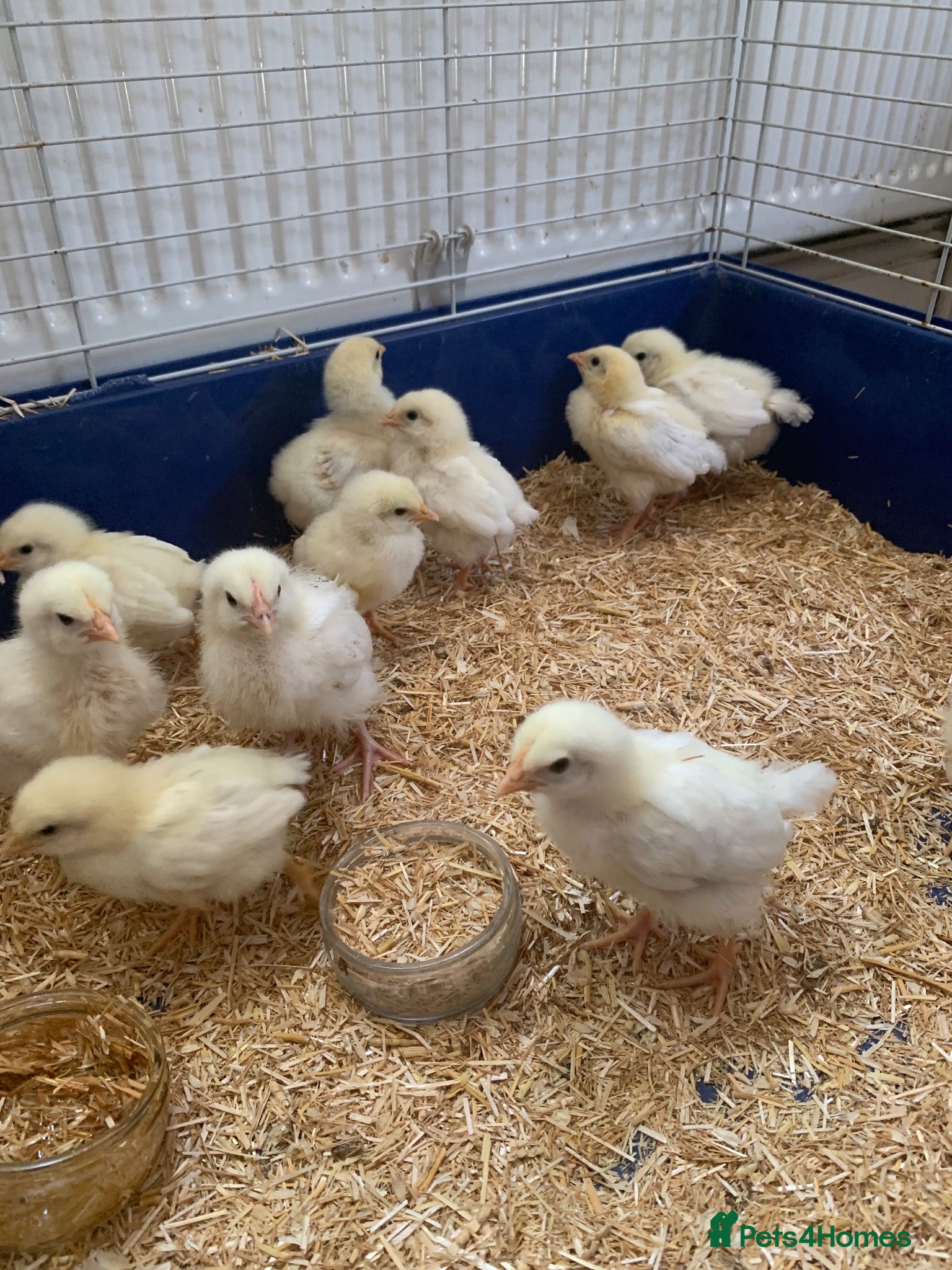 Chickens poultry White Sussex Chicks - Advert 2