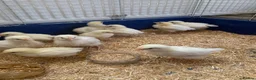 Chickens poultry for sale: White Sussex Chicks - Advert 2
