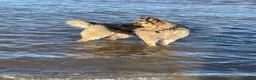 German Shepherd dogs for stud: Stunning big male German shepherd for stud  - Advert 4