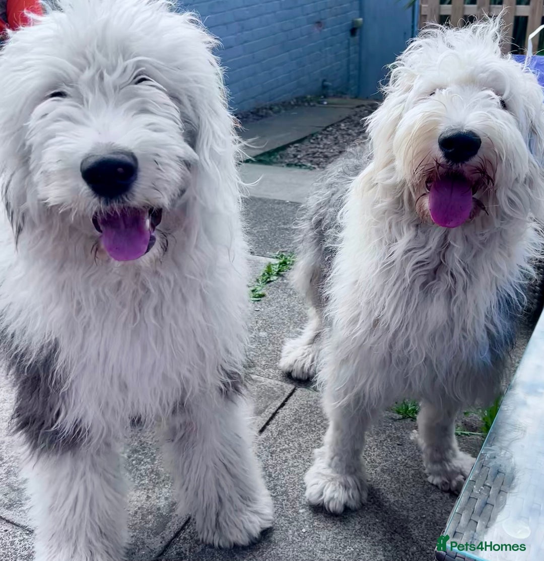 Old English Sheepdog dogs for sale: Old English Sheepdog pups due September  - Image 5