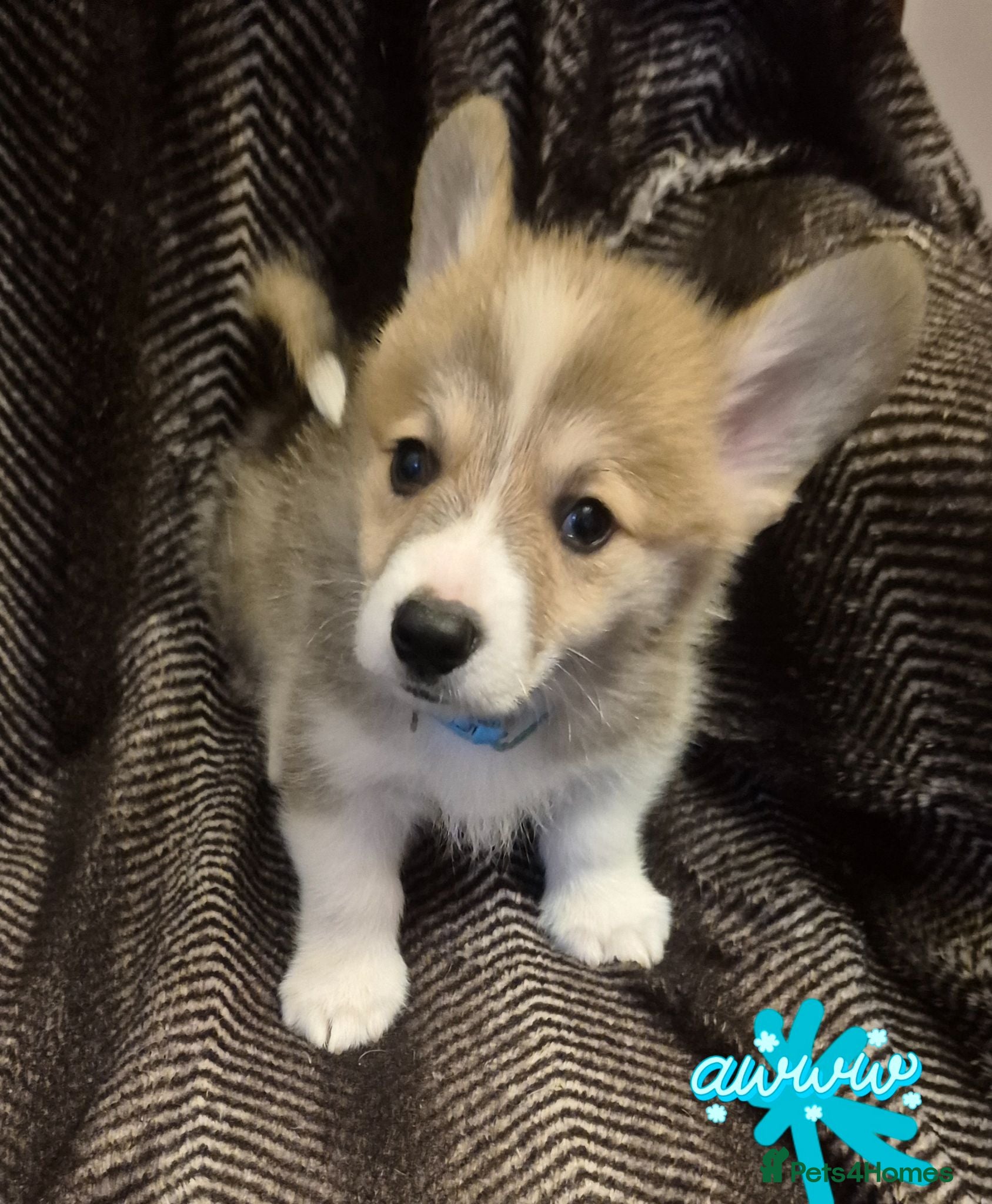 Welsh Corgi Pembroke dogs Pembrokeshire welsh corgi puppues - Advert 2