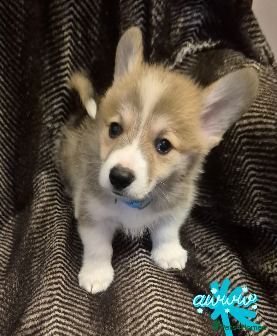 Welsh Corgi Pembroke dogs for sale: Pembrokeshire welsh corgi puppues in Lisburn - Advert 1