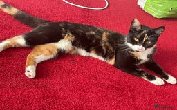 Mixed Breed cats for sale: Beautiful mixed breed  - Image 1