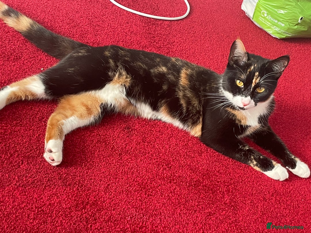 Mixed Breed cats for sale: Beautiful mixed breed  - Image 1