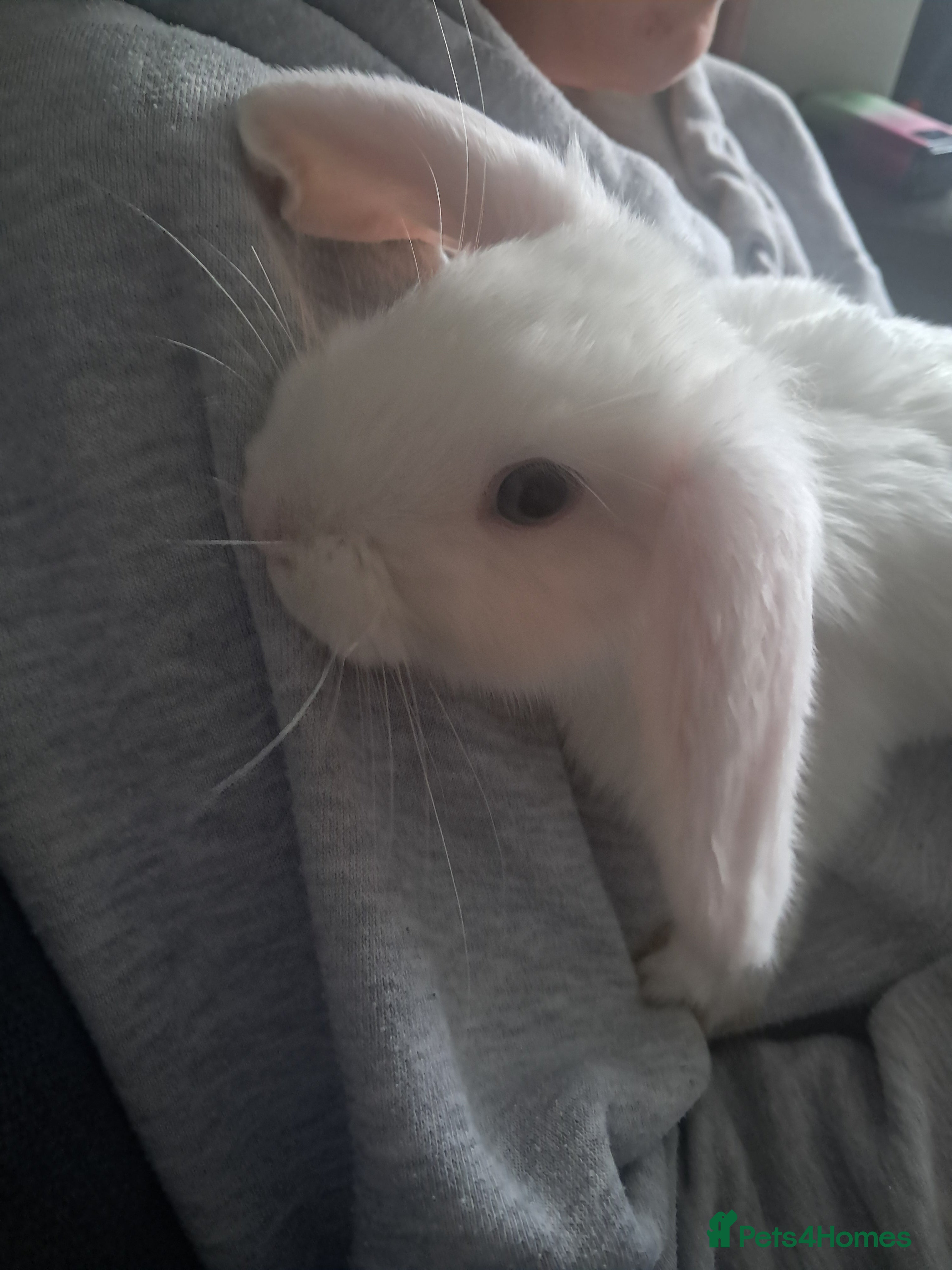 Mini Lop rabbits Baby lops(female) - Advert 18