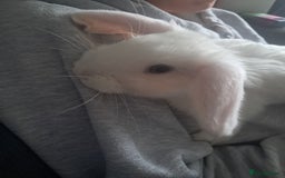 Mini Lop rabbits for sale: Baby lops(female) - Advert 1
