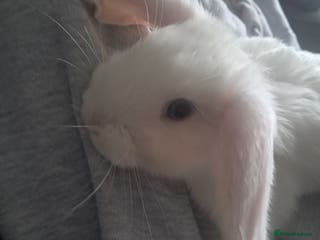 Mini Lop rabbits Baby lops(female) - Advert 13