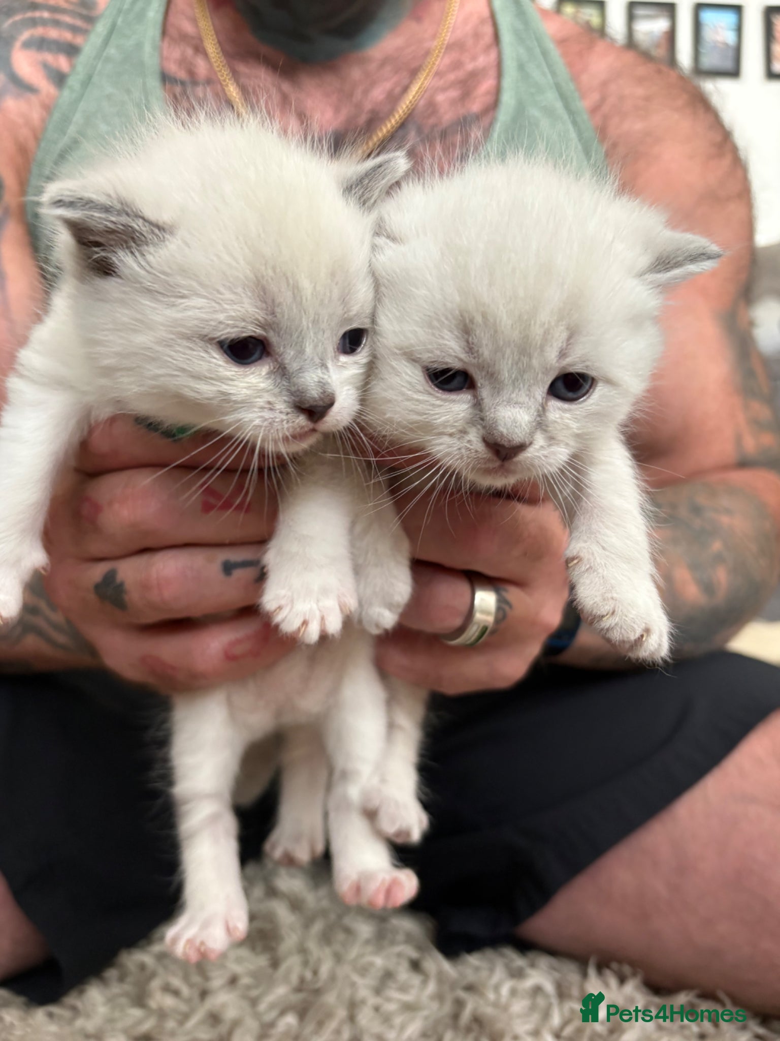 Ragdoll cats Beautiful ragdoll kittens for sale  - Advert 14