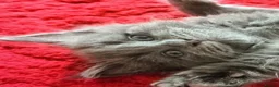 Maine Coon cats for sale: 💖💙Beautiful Ragcoons Ready Today💙💖 - Advert 4