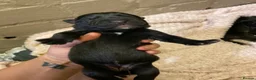 Mixed Breed dogs for sale: Rottweiler/akita / mastiff/ Serbiandefence puppies in Swadlincote - Advert 6