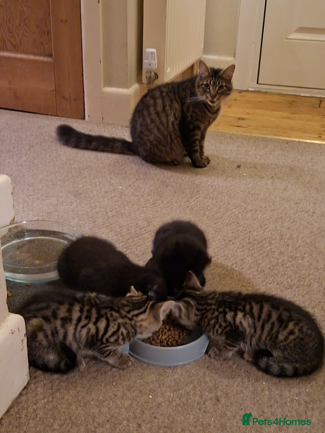 Mixed Breed cats for sale: 4, beautiful and friendly kittens for sale  - Advert 1
