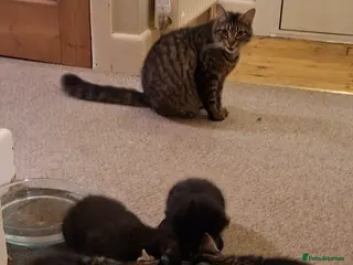 Mixed Breed cats 4, beautiful and friendly kittens for sale - Advert 1