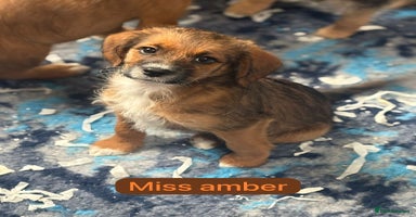 Mixed Breed dogs - Advert 5