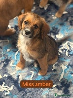Mixed Breed dogs - Advert 3