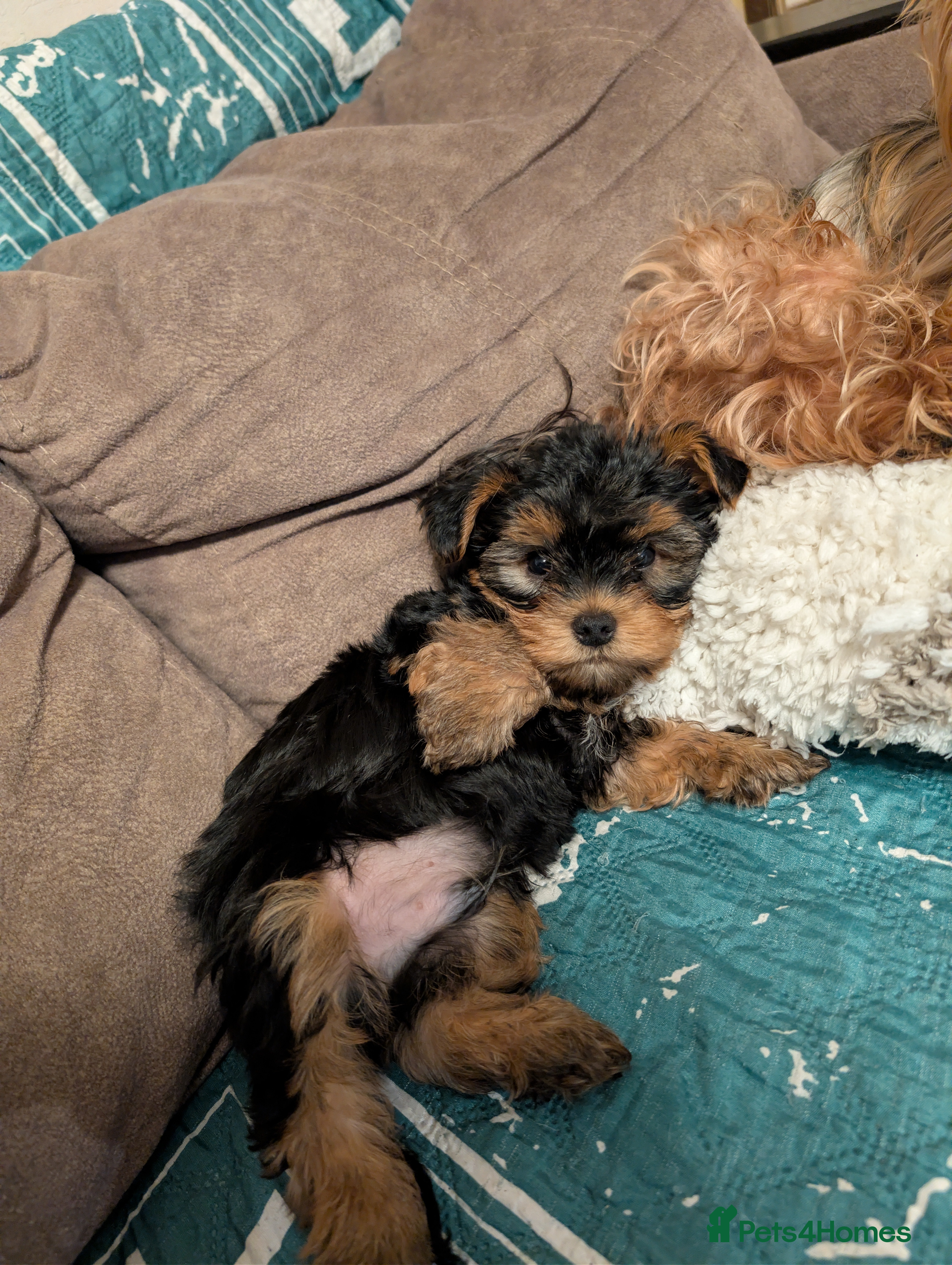 Yorkshire Terrier dogs Yorkshire Terriers ready for new home  - Advert 1