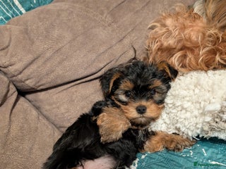 Yorkshire Terrier dogs Yorkshire Terriers ready for new home - Advert 2