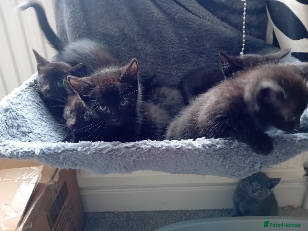 Mixed Breed cats for sale: Cross siamese - Image 4