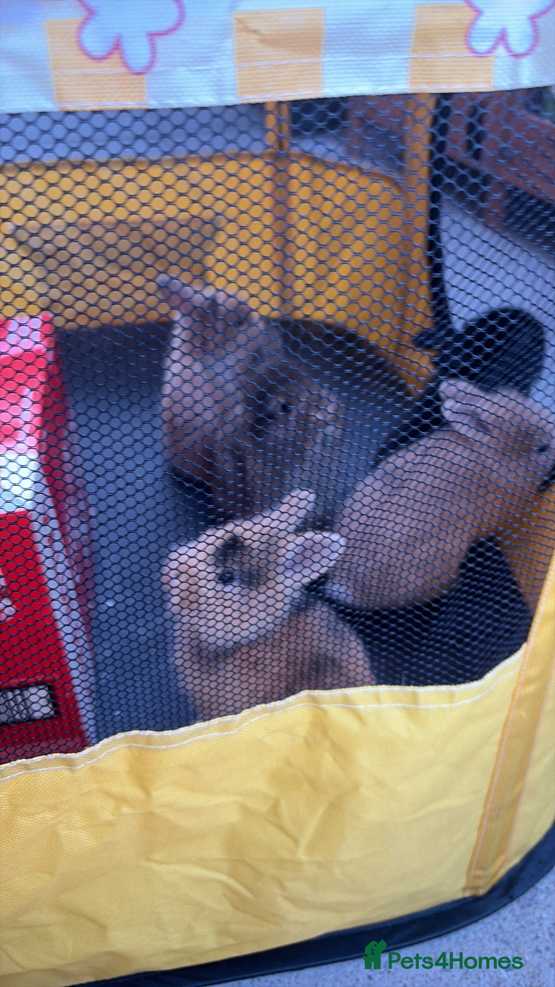 Mini Lion Lop rabbits Last female mini lion lop  - Advert 1