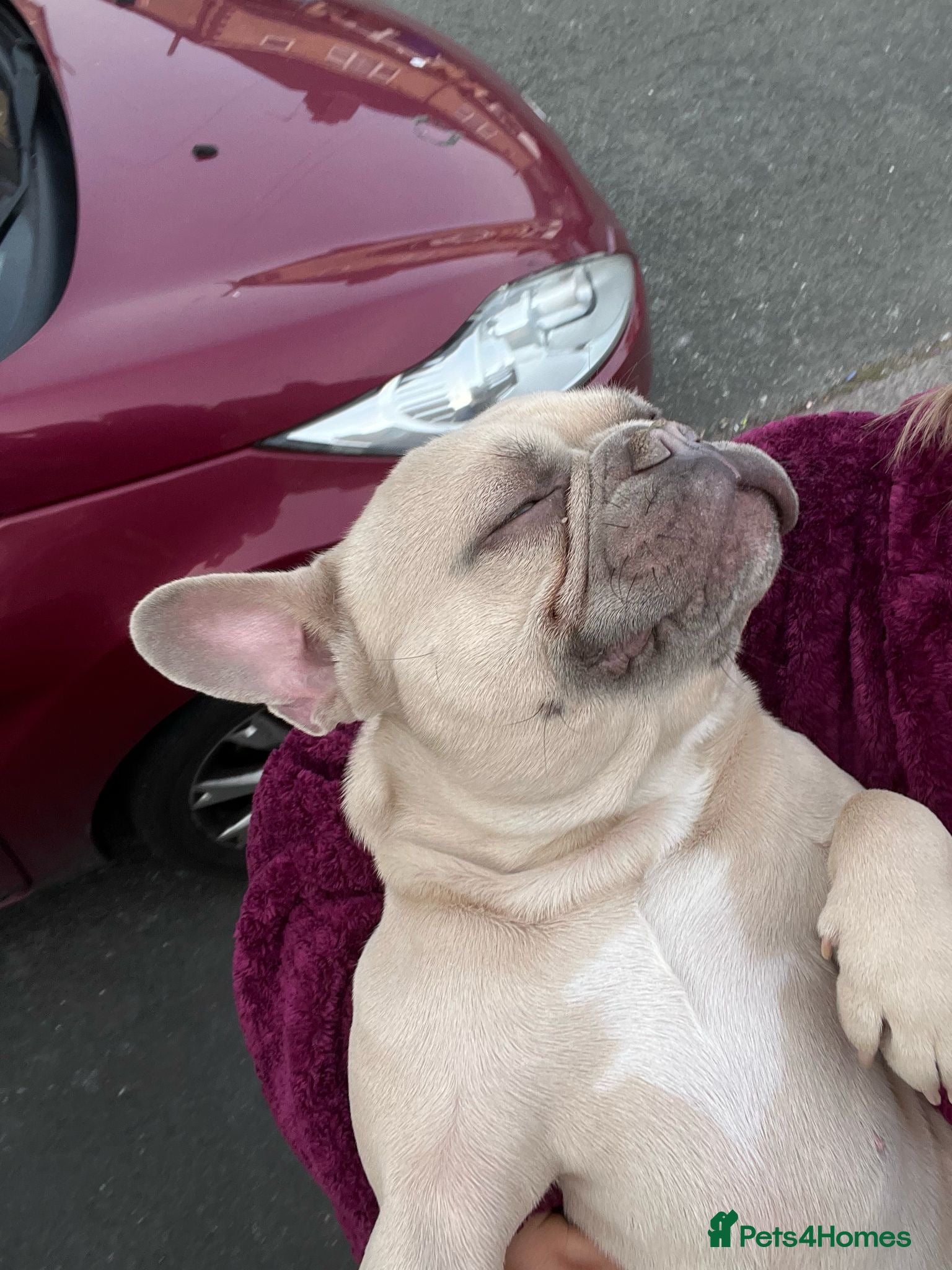 French Bulldog dogs Gucci the Prince  - Advert 1