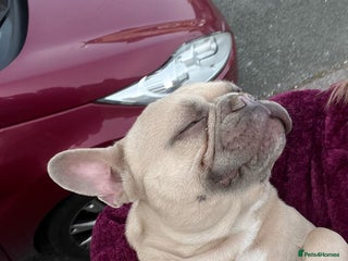 French Bulldog dogs Gucci the Prince - Advert 1