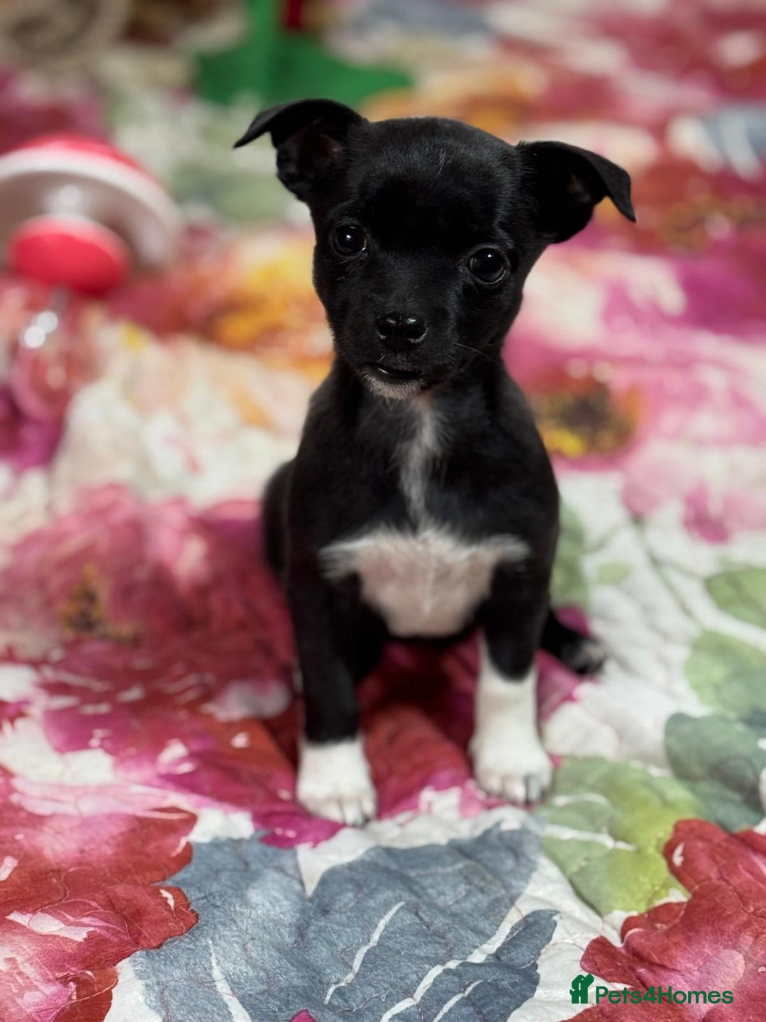 Mixed Breed dogs for adoption: FLORA - a Lovely tiny puppy girl for a Loving Home - Advert 27