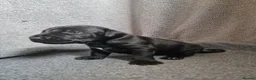 Patterdale Terrier dogs for sale: ❤️🐕Beautiful Patterdale puppies for sale🐕❤️ - Advert 10