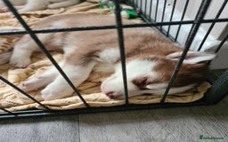 Siberian Husky dogs for sale: Husky puppies - Image 6