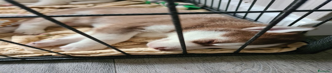 Siberian Husky Puppy 5