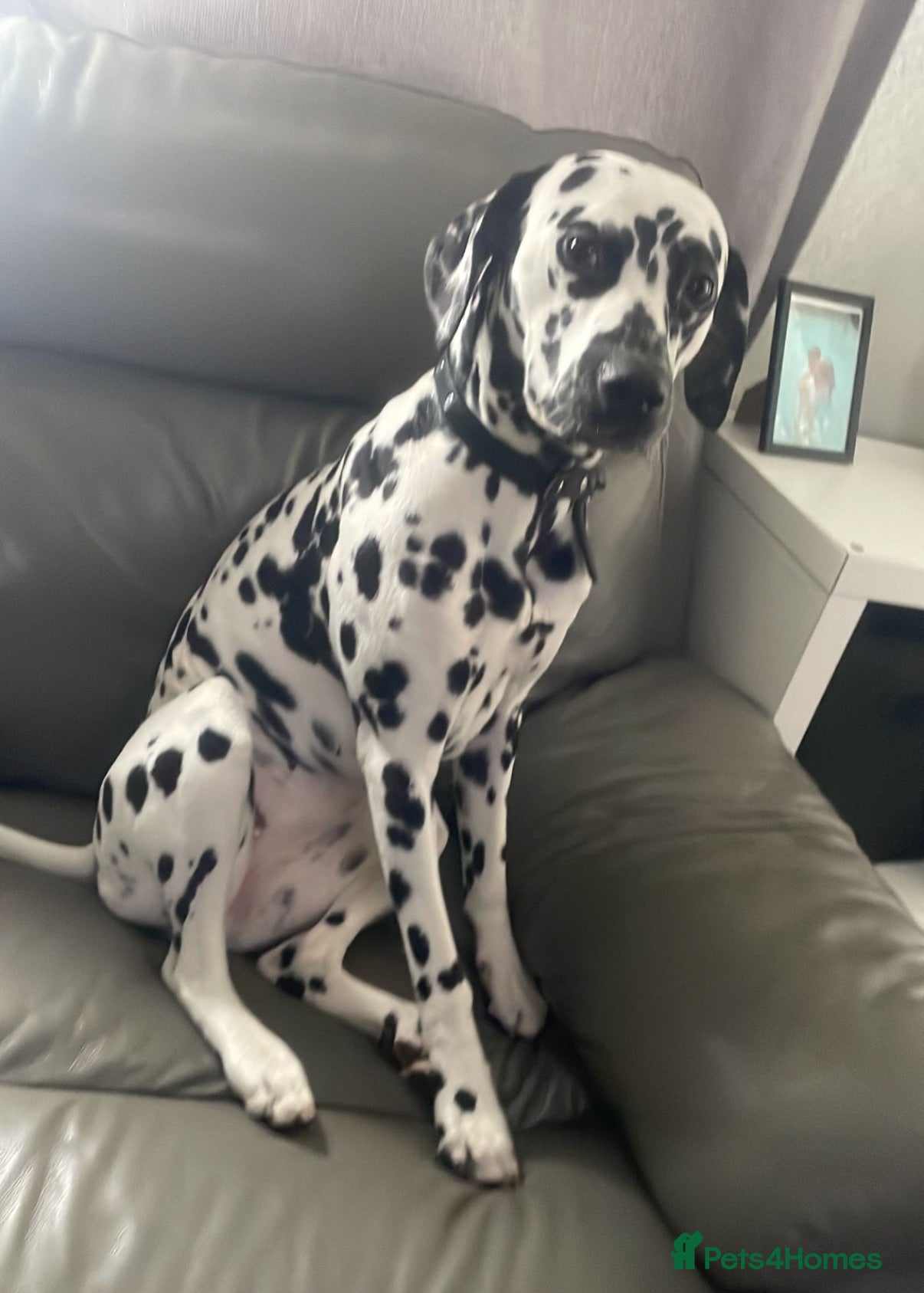 Dalmatian dogs Dalmatian puppies - Advert 16