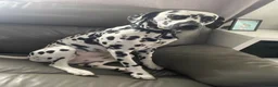 Dalmatian dogs for sale: Dalmatian puppies - Advert 2