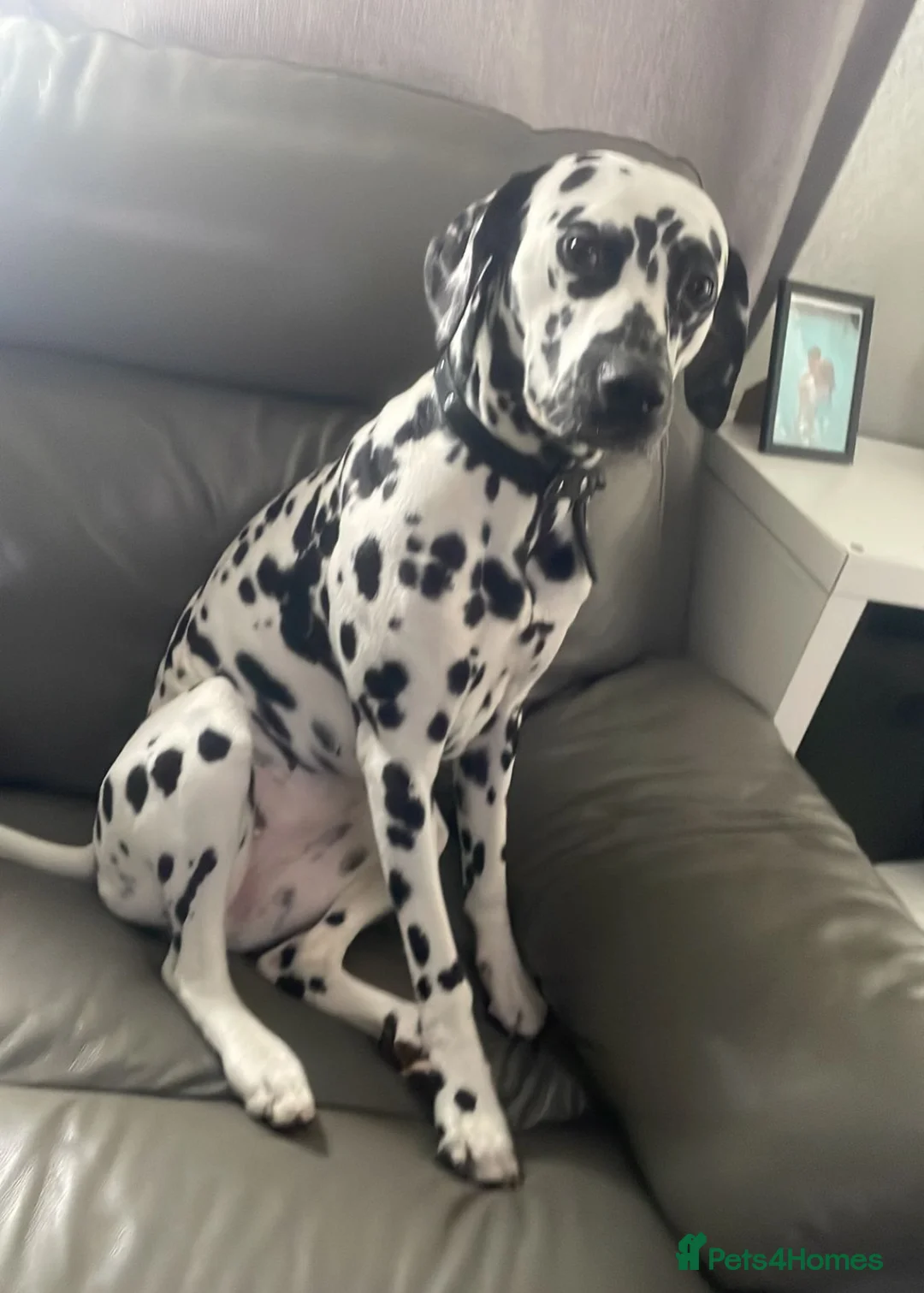 Dalmatian dogs for sale: Dalmatian puppies - Advert 2