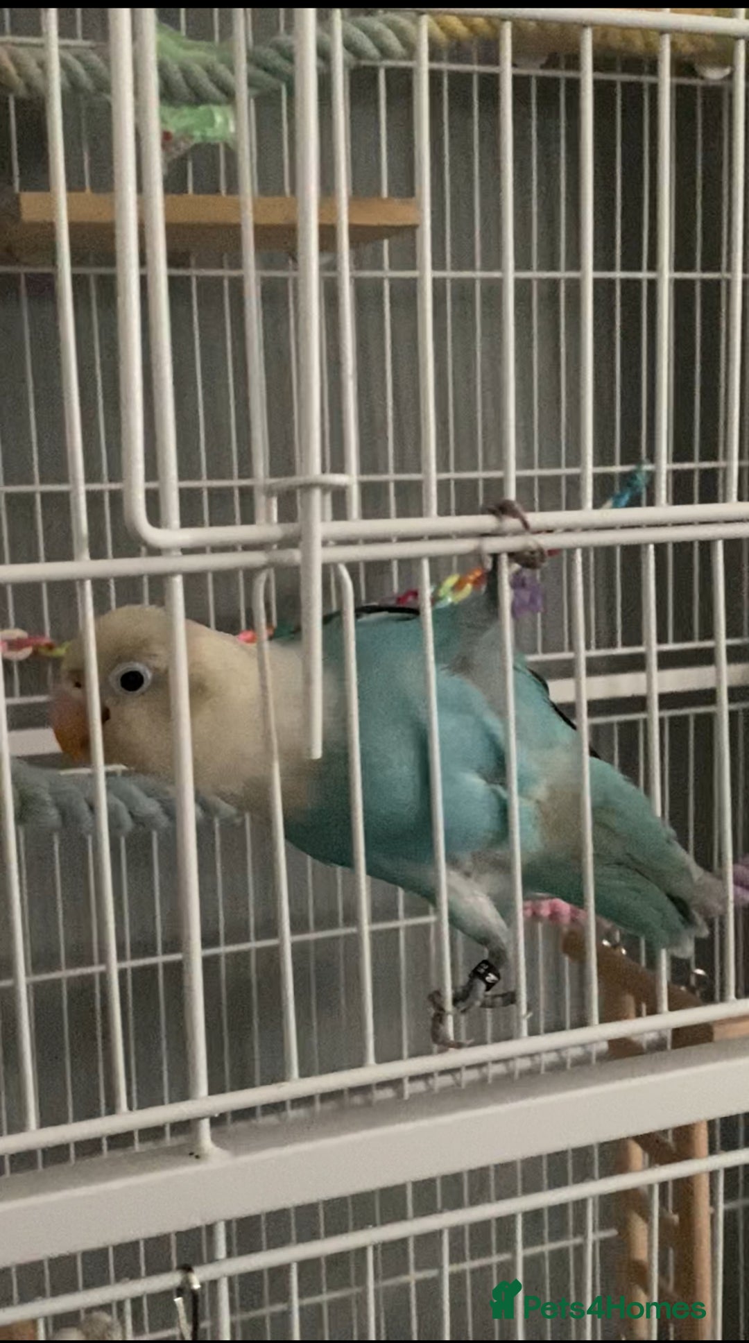 Lovebirds birds for sale: Love bird - Image 2