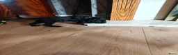 Cocker Spaniel dogs for sale: Cocker spaniel puppies (2 male available) in Alfreton - Advert 4