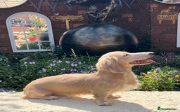 Miniature Dachshund dogs for stud: PROVEN CLEAR CREAM STUD BOY ❄️PRINCE ICE❄️ - Image 10