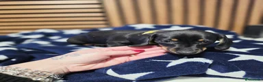 Dachshund Puppy 2