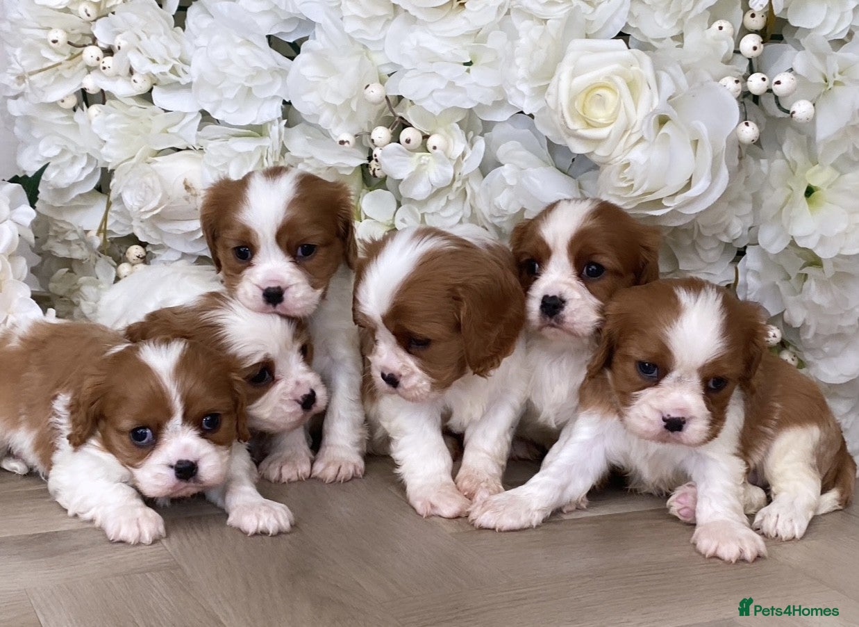 Cavalier King Charles Spaniel dogs Top quality Cavalier king Charles Puppy's - Advert 4