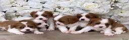 Cavalier King Charles Spaniel dogs for sale: Top quality Cavalier king Charles Puppy's - Advert 1