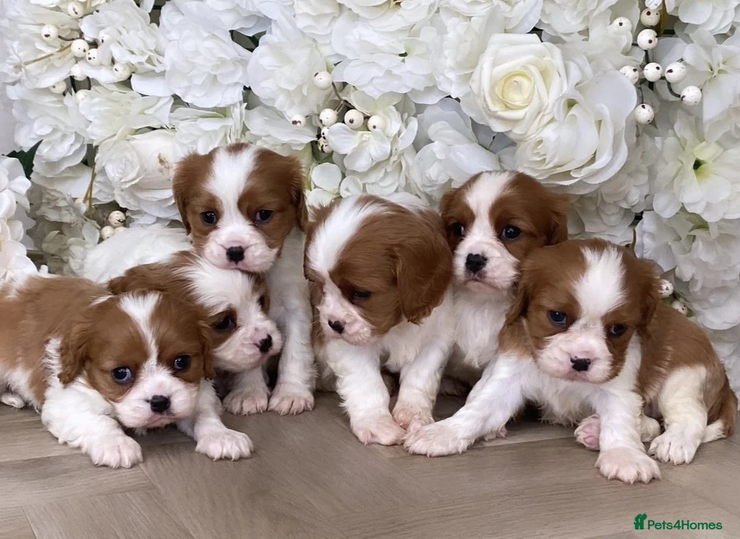 Cavalier King Charles Spaniel dogs for sale: Top quality Cavalier king Charles Puppy's - Advert 1