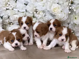 Cavalier King Charles Spaniel dogs Top quality Cavalier king Charles Puppy's - Advert 4